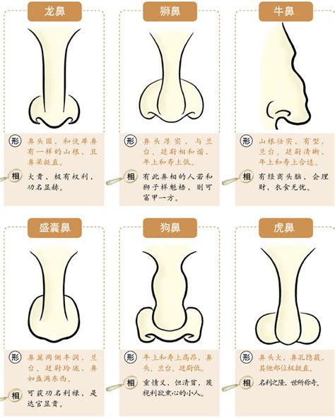 鼻毛外露 面相|鼻相分析10款｜鼻樑有節及橫紋、豬膽鼻、鼻頭下垂代表甚麼？姻 